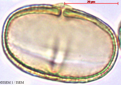 Melianthus comosus - lame n° 29384